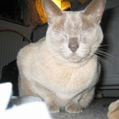 Burmeser Barney Boy (kalle) DØD :(