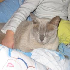 Burmeser Barney Boy (kalle) DØD :(