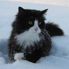 Blanding af racer <3 Miv <3