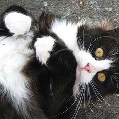 Blanding af racer <3 Miv <3