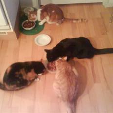 Huskat Sesce HKV(solgt)':