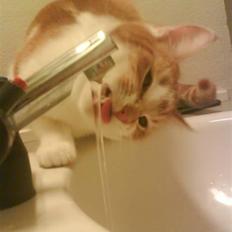 Huskat Sesce HKV(solgt)':