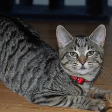 Huskat miver