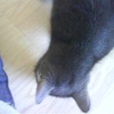 Blanding af racer Bristi