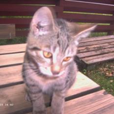 Huskat Fie R.I.P