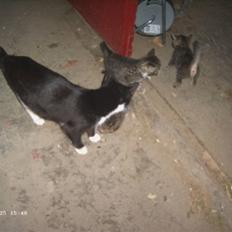 Huskat Fie R.I.P
