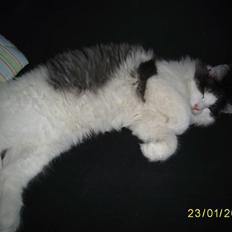 Norsk Skovkat Dk Buum-Cats Boldsen