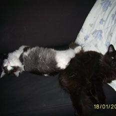 Norsk Skovkat Dk Buum-Cats Boldsen