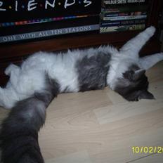 Norsk Skovkat Dk Buum-Cats Boldsen