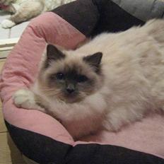 Hellig Birma CHANEL VON GOTT.