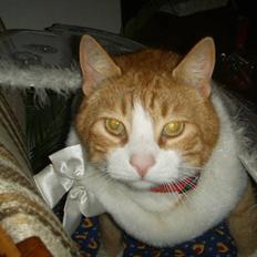 Huskat Prinsesse Kaj