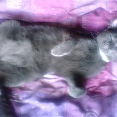 Blanding af racer Jasmin