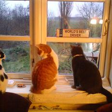 Blanding af racer Jasmin