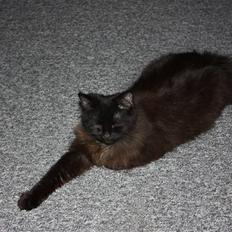 Blanding af racer Buster Nielsen