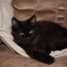 Blanding af racer Buster Nielsen