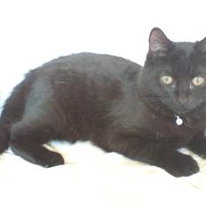 Blanding af racer Francess