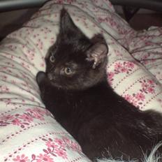 Blanding af racer Francess