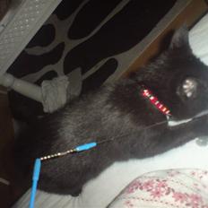 Blanding af racer Francess