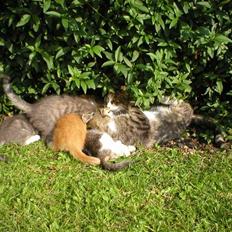 Blanding af racer Mutte (Aflivet)