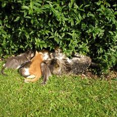 Blanding af racer Mutte (Aflivet)