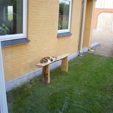 Blanding af racer Mutte (Aflivet)