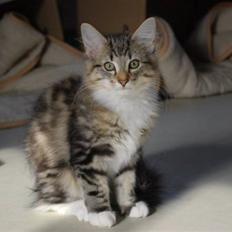 Norsk Skovkat Bells Flying Tiger