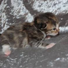 Norsk Skovkat Bells Flying Tiger