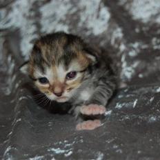 Norsk Skovkat Bells Flying Tiger