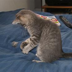 Blanding af racer Raja