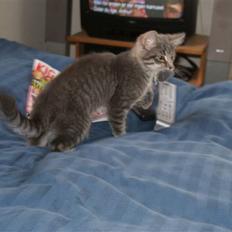 Blanding af racer Raja