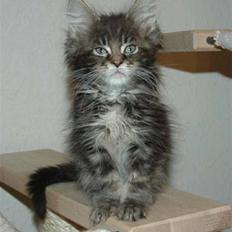 Maine Coon DK Silent Hunter´s Bartok