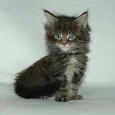 Maine Coon DK Silent Hunter´s Bartok