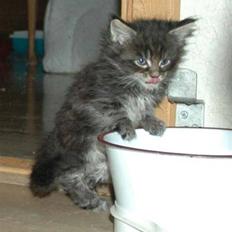 Maine Coon DK Silent Hunter´s Bartok