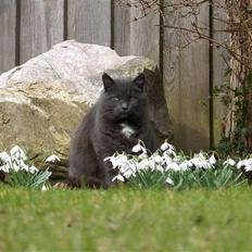 Blanding af racer Trille R.I.P 01/01/10