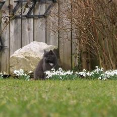 Blanding af racer Trille R.I.P 01/01/10