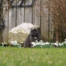 Blanding af racer Trille R.I.P 01/01/10