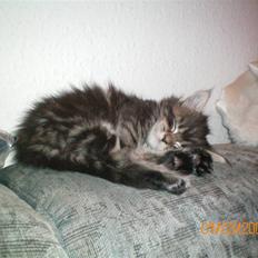 Blanding af racer Baltazar