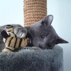 Blanding af racer Basse