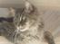 Maine Coon Rafiki