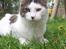 Maine Coon Line P (polydaktyl) - Line 7 mdr