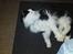 Maine Coon Oliver *solgt*