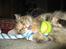 Maine Coon Belisha Girl`Cassiopeia - Elsker at lege :)