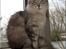 Maine Coon  Zain Marquis Silver Jade