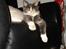 Maine Coon Spinner - 15 uger