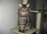Maine Coon Belisha Mr.Memphis