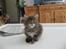 Maine Coon Belisha Girl`s Vanessa - Ikke til at stå for :)
