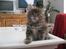 Maine Coon Belisha Girl`s Vanessa - Nuser pige :)