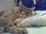 Maine Coon Julius Aflivet