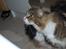 Maine Coon Mocca