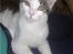 Blanding af racer / Maine Coon Bella